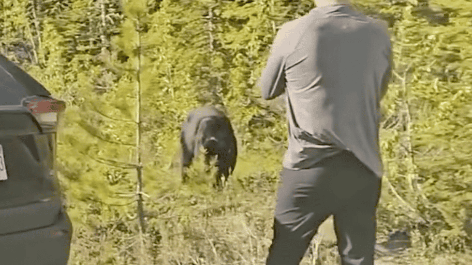 bear