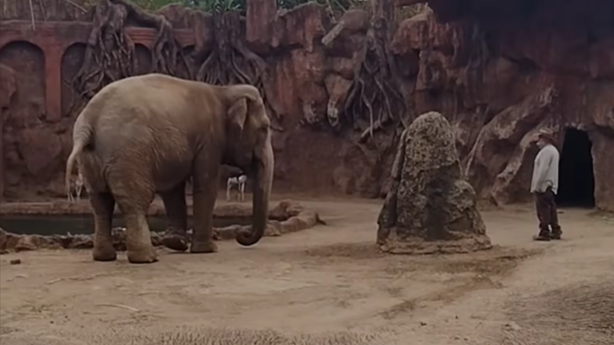 elepant calls and zookeeper work together