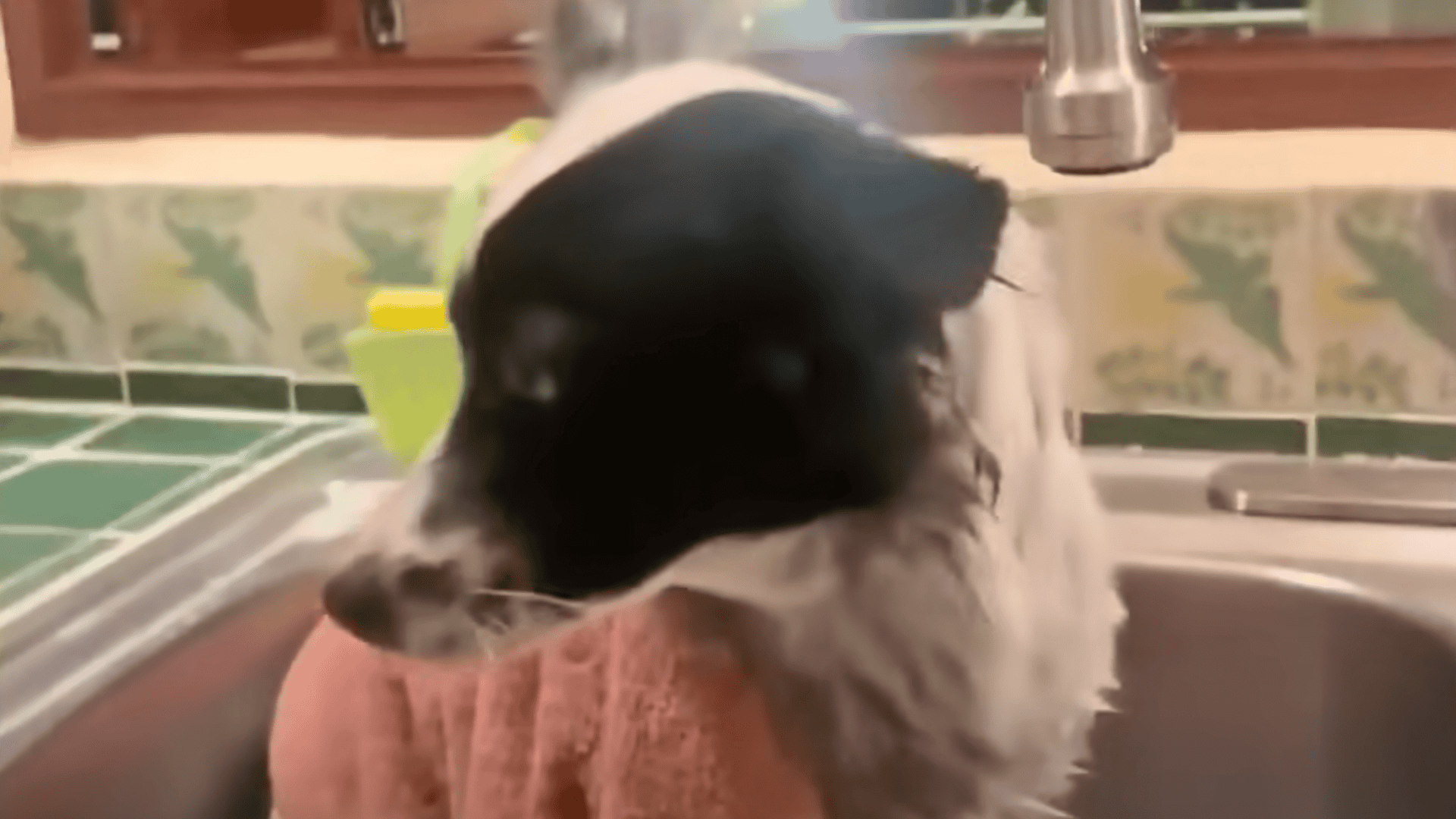 Stray Dog