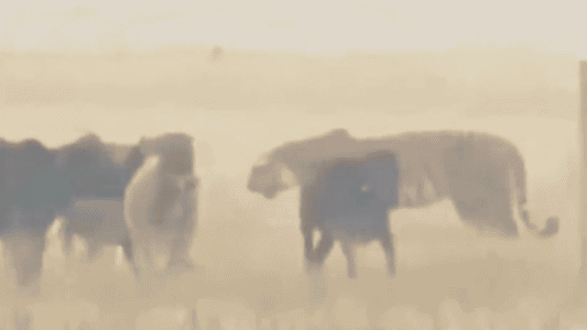 Massive Tiger Casually Walks Through Cow Field In India