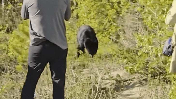 What Not To Do Near Bears In Canadian Rockies
