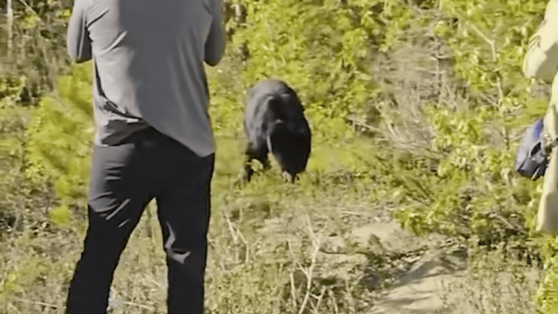 bear