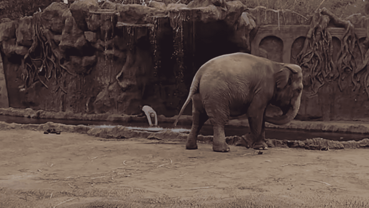 elephant calls save drowning antelope