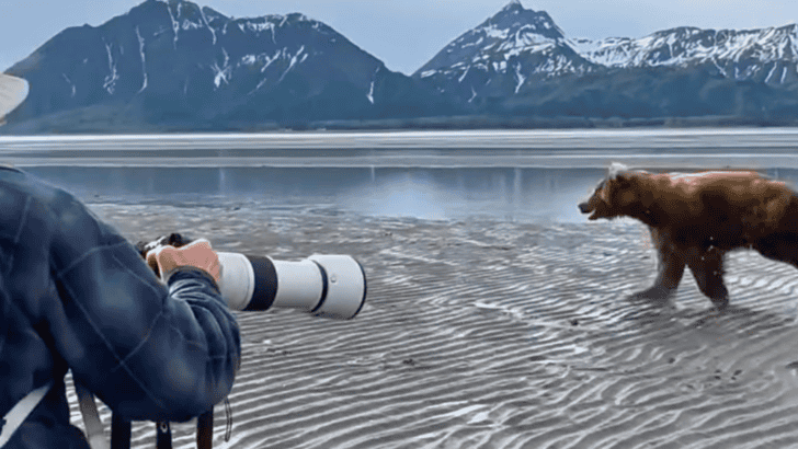 Never Run From A Charging Bear In Alaska