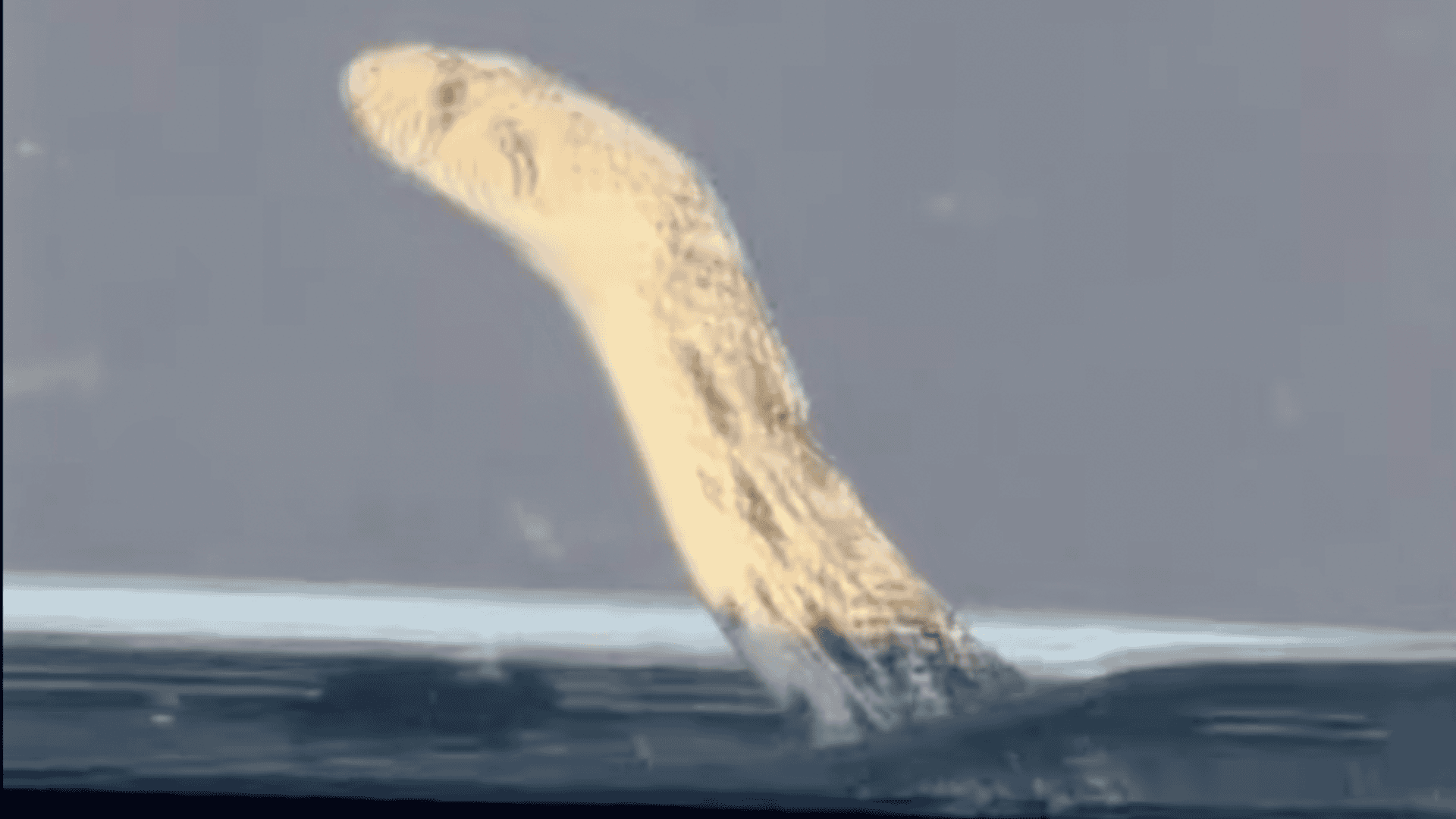 snake