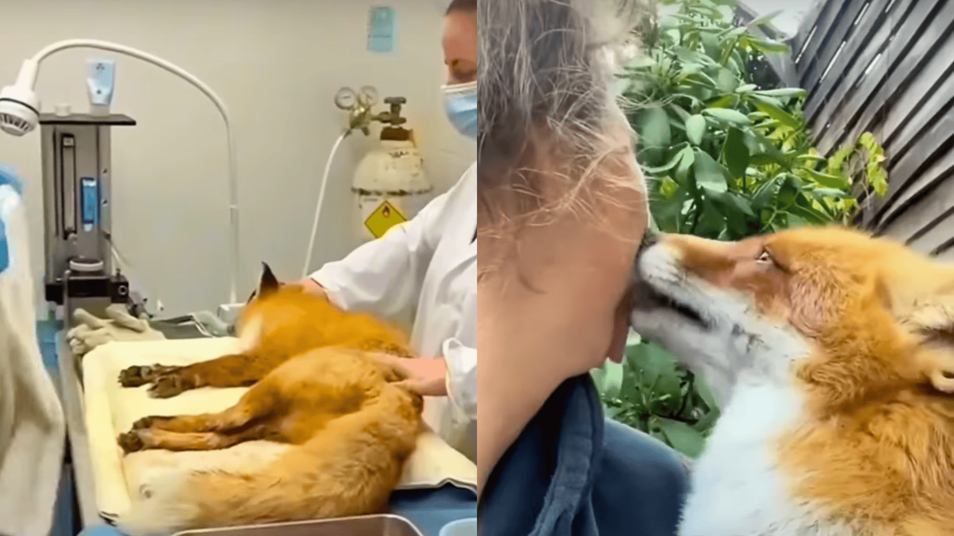 fox