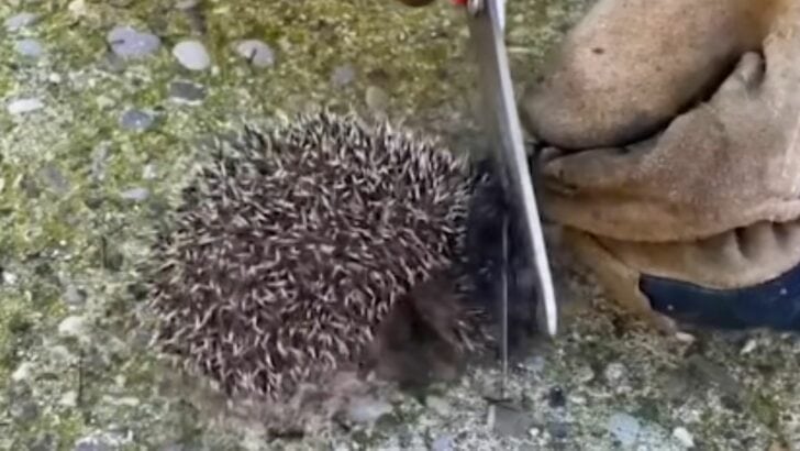 Entangled Hoglet In Net Saved by Caring Gardeners