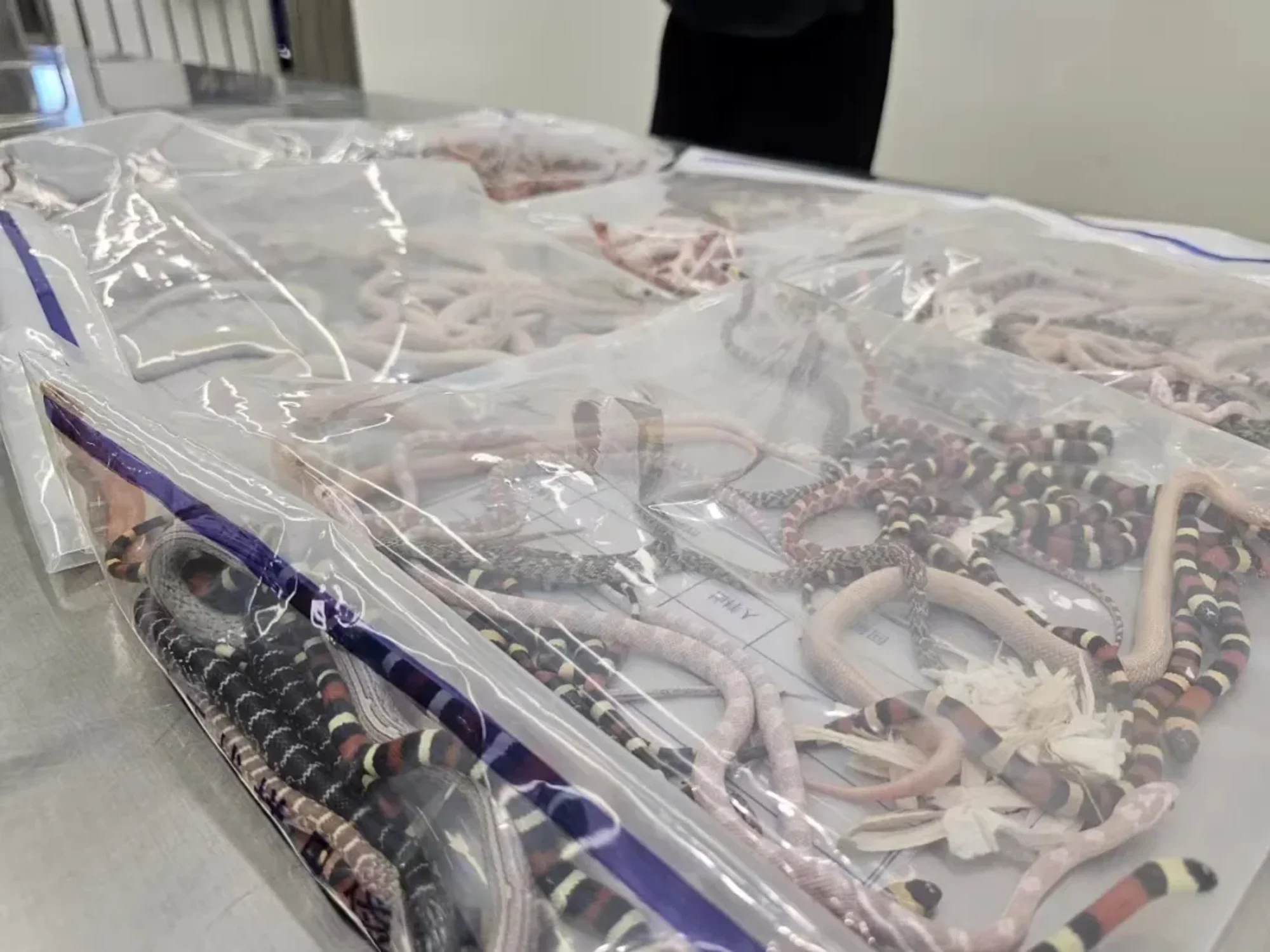 Man Stopped at Customs with 100 Live Snakes Down His Pants