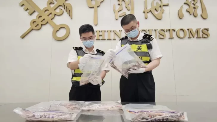 Man Stopped at Customs with 104 Live Exotic Snakes Down His Pants