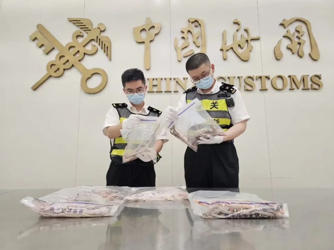 Man Stopped at Customs with 100 Live Snakes Down His Pants