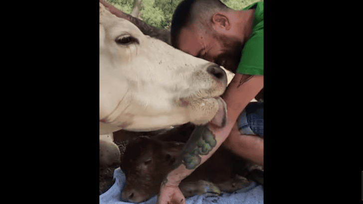 Kind Man Helps Mama Cow Give Birth to Her Baby