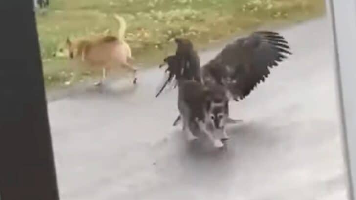Heroic Alaskan Dog Saves Sister from Unexpected Golden Eagle Attack