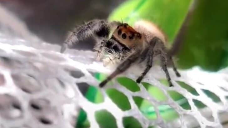 Elderly Spider Gains Mobility Through Owner’s Creative Artificial Webbing