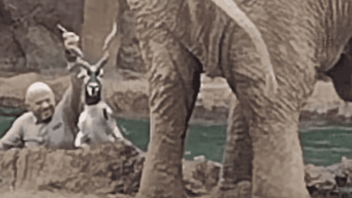 Zookeeper saves antelope from drowning