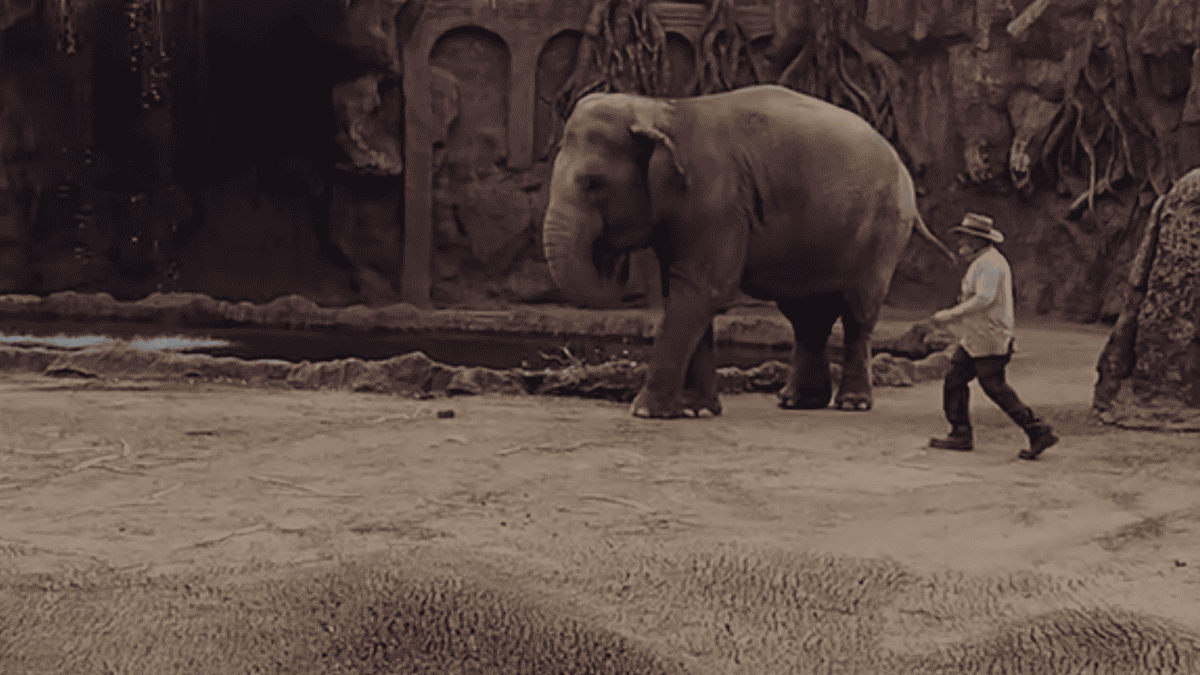Zookeeper hears elephant calls to save antelope