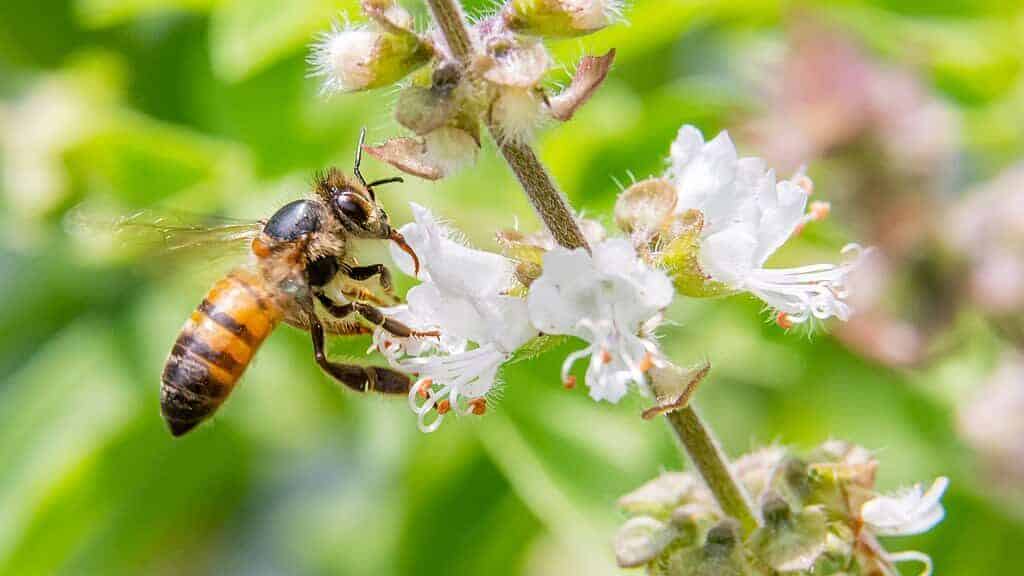 bee