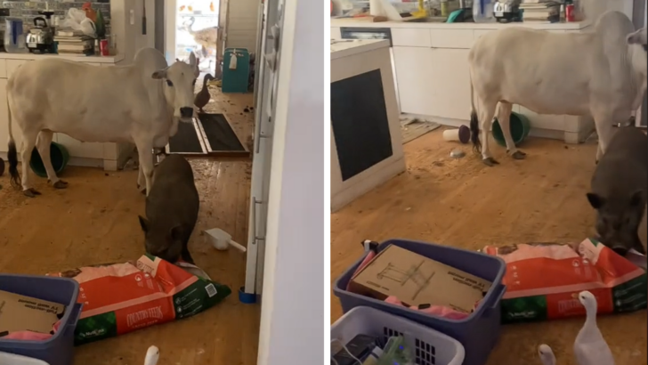 Animals Throw Party and Trash Home While Owner Is Away