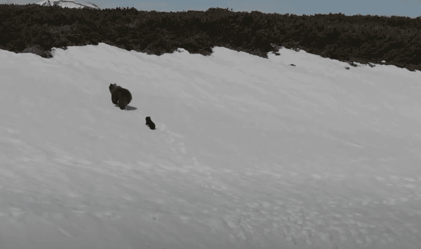 mother bear and cub on mountain