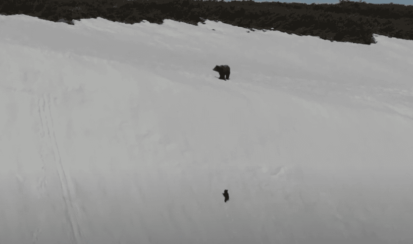 bear cub falls down slope