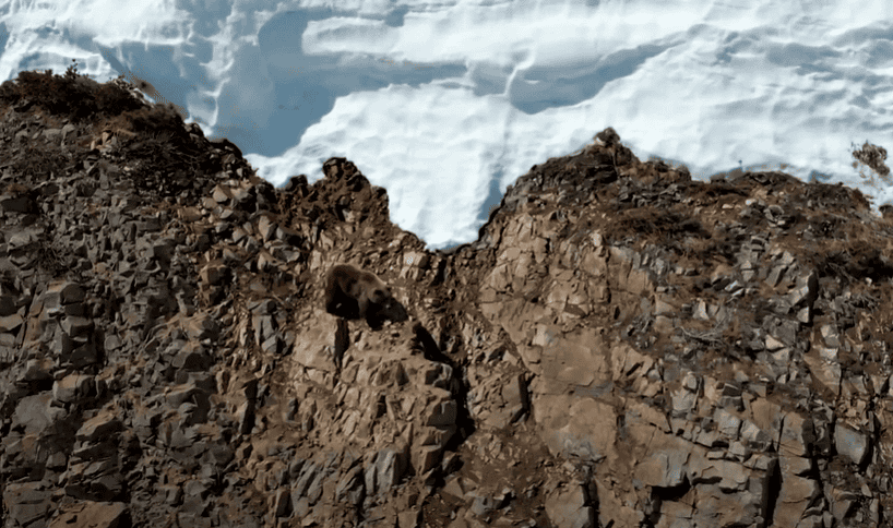 Mother bear and cub drone footage