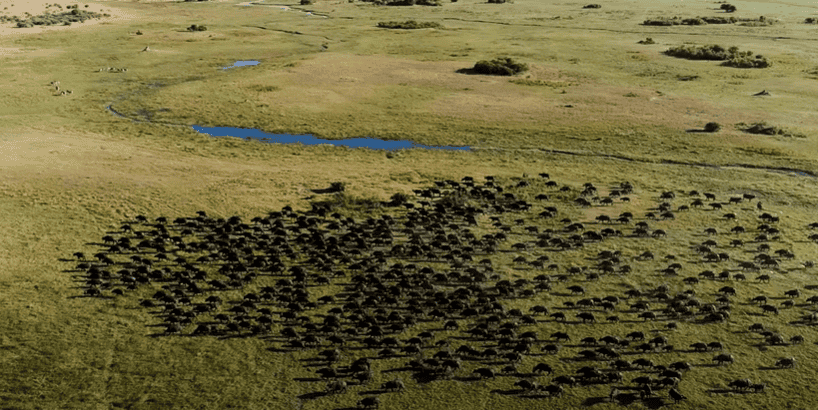 drone footage of African wildlife