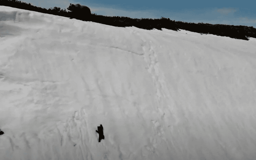 Bear cub struggles up the steep slope. 