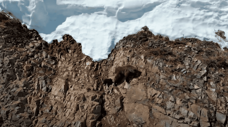 bear cub begins climb