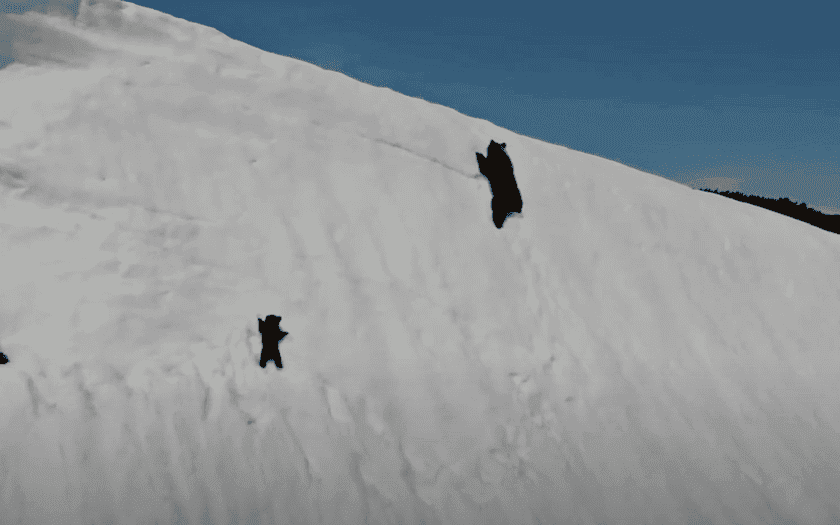 mother bear and cub navigate mountain