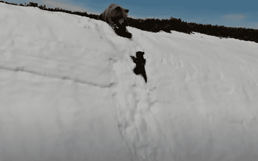 mother bear lunging for her cub
