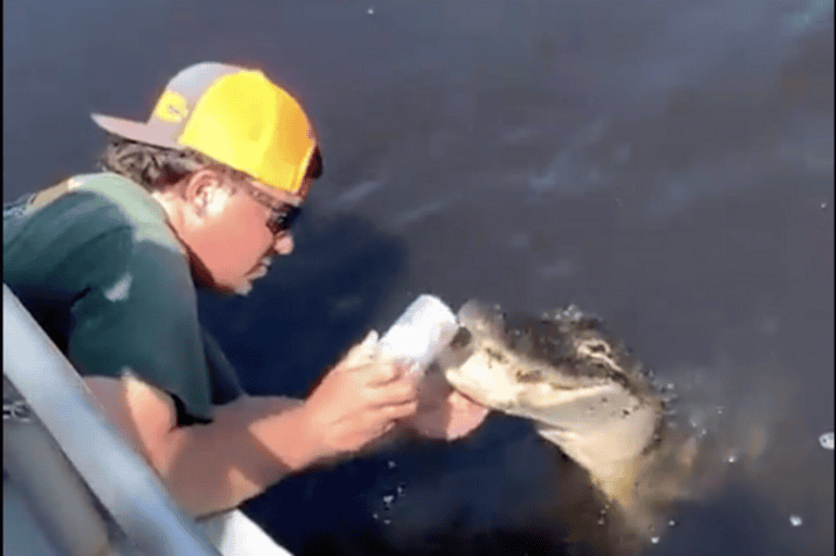 Florida Man Uses Alligator's Teeth to Open Beer Can
