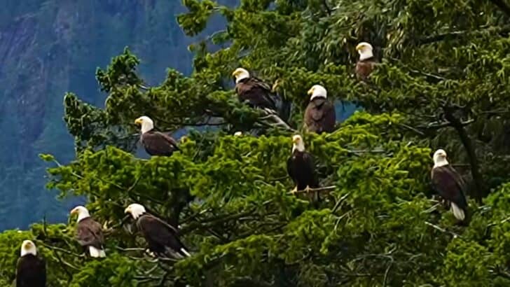 Hundreds of Bald Eagles Gather for Epic Feeding Frenzy in Alaska