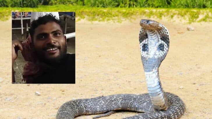 Indian Man Bites Snake in Self-Defense and Survives Venomous Attack