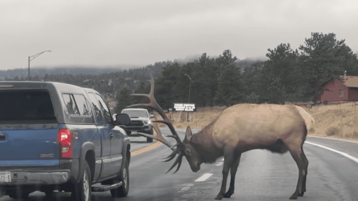 Third Elk Incident in Two Weeks in Estes Park, Colorado and How to Stay Safe