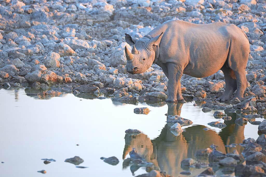 black rhino
