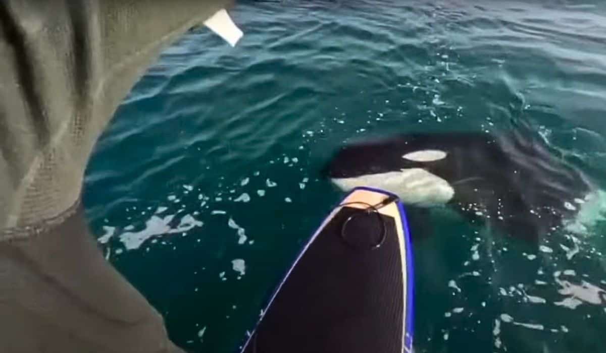 man meets two baby orcas 