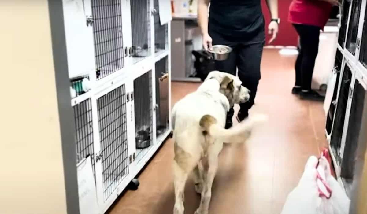 rescue dog saves family