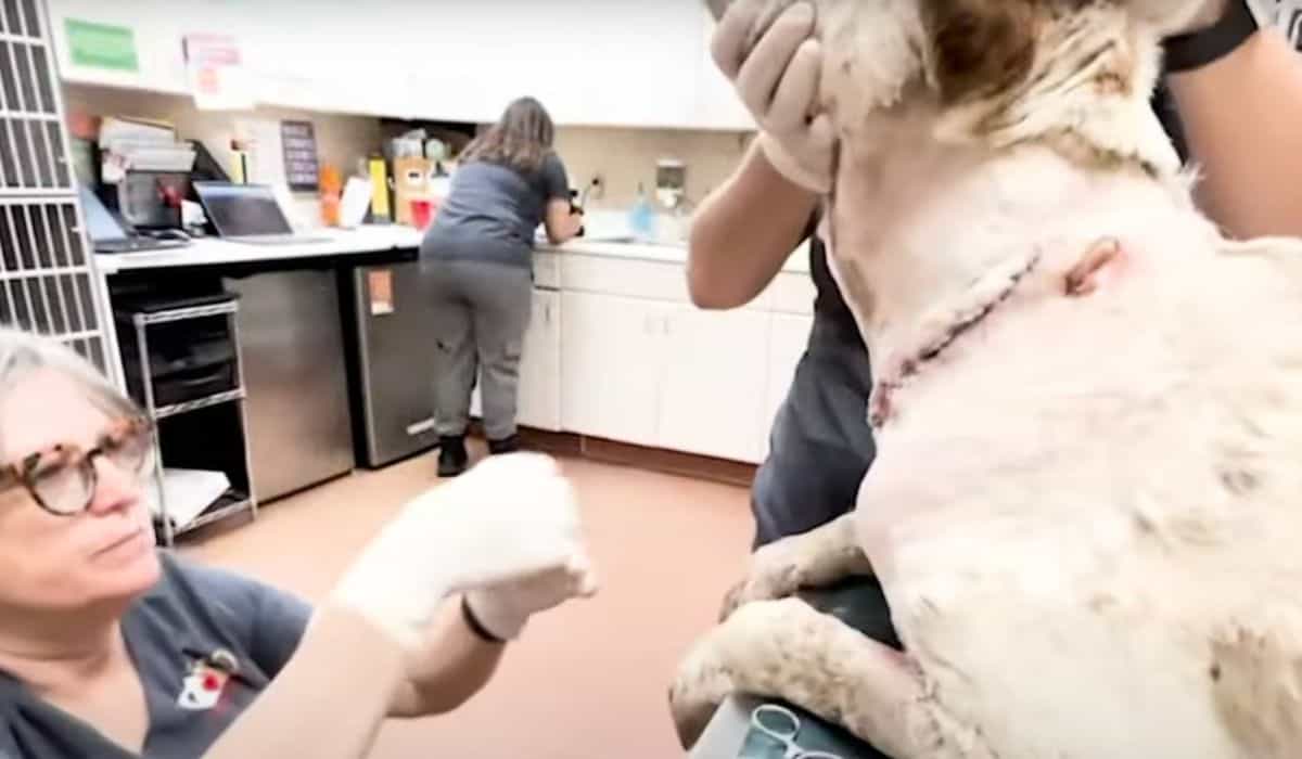 rescue dog saves family