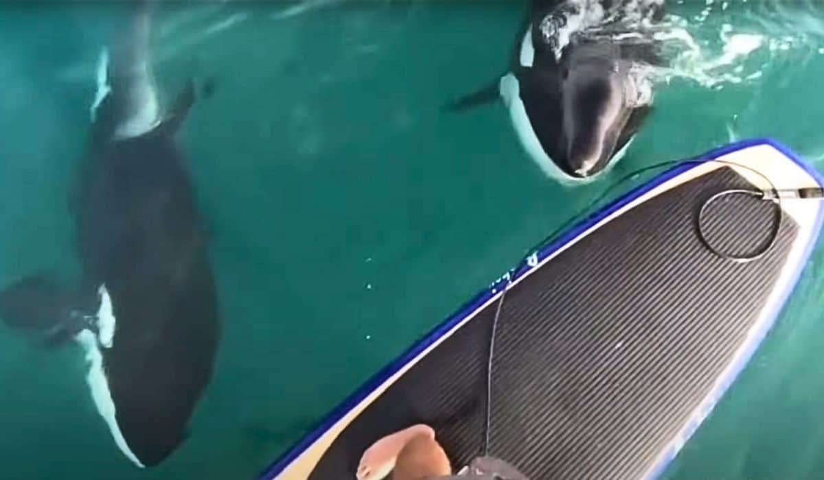 man meets two baby orcas 