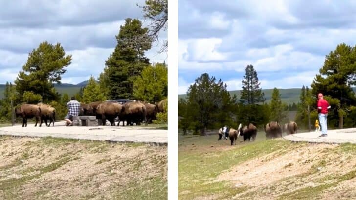 Herd of Bison Calmy Walk By Man But Then Charges At Another Group of (Reckless) Tourists at Yellowstone