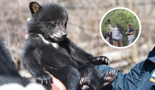 North Carolina Woman Shows Us What NOT To Do: Pulls Bear Cub From Tree To Take Selfies