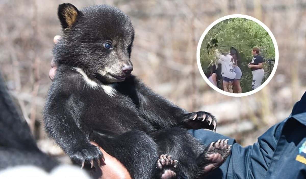 pulls cubs from tree