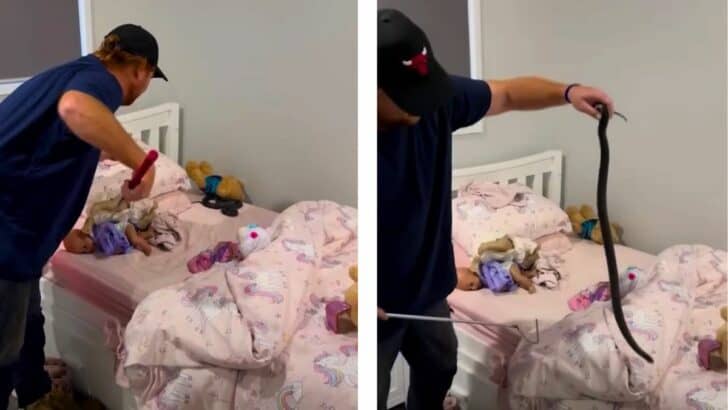 Venomous Snake Hiding with Teddies in a Child’s Bed Skillfully Caught by Australian Snake Catcher