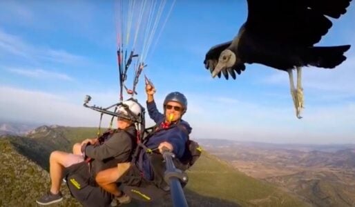 Vulture Joins Paragliders On Their Journey Over the Spanish Mountains to Lead the Way (Known As Parahawking)