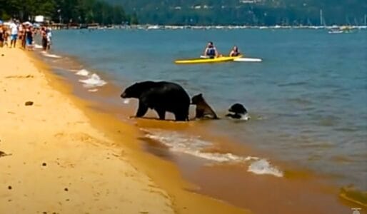 Beachgoers at Lake Tahoe Shocked to See a Family of Bears Also Enjoying a Day by the Lake