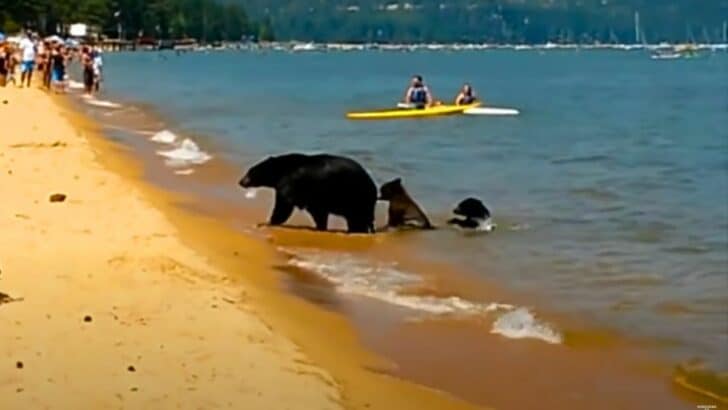 Beachgoers at Lake Tahoe Shocked to See a Family of Bears Also Enjoying a Day by the Lake
