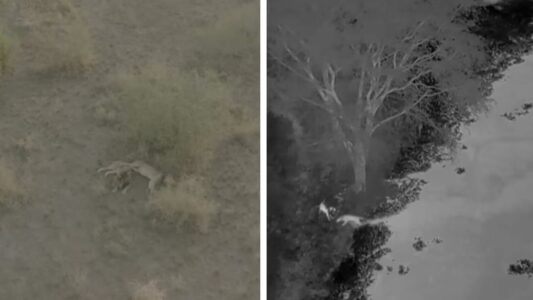 African Lion Brothers Beat The Odds And Swim Across A 1500m River In Uganda