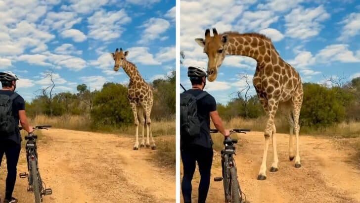 Mountain Biker Has An Extremely Close-up Encounter With a Wild Giraffe