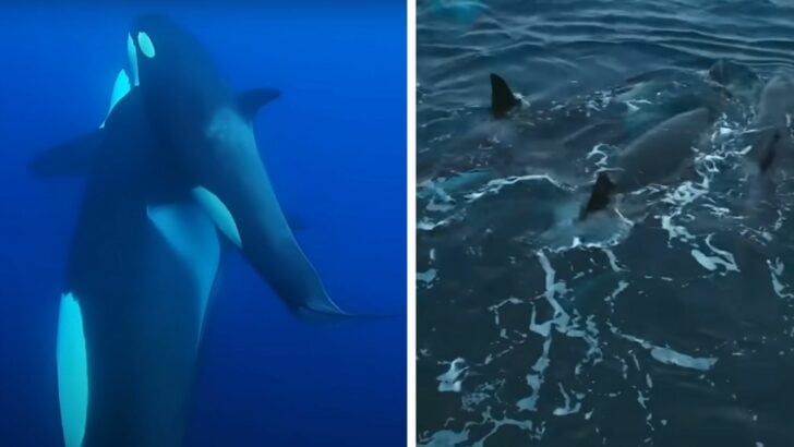 Orcas Have A Fascinating Mourning Process