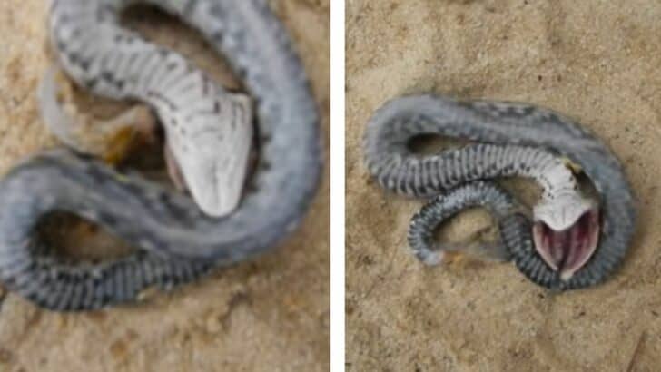 This Snake Plays Dead When It Feels Threatened