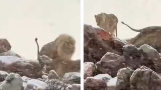 A Rare Sight Of Lions in the Snow in South Africa